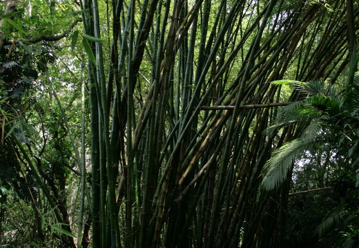 11-11-14-suedtour-vanille-crocodile-park-bambus-210