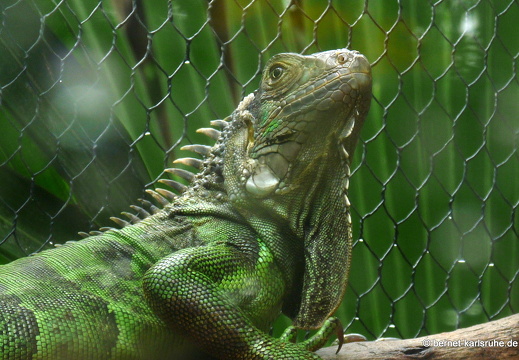 11-11-14-suedtour-vanille-crocodile-park-echse-145