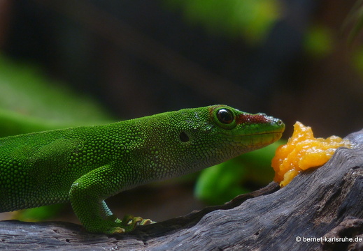 11-11-14-suedtour-vanille-crocodile-park-gecko-249