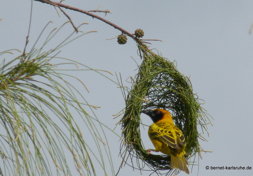 11-11-16-webervogel-nestbau-27