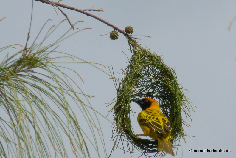 11-11-16-webervogel-nestbau-27.JPG