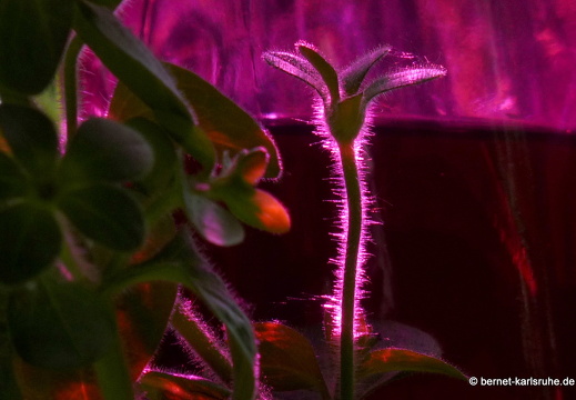 11-05-08-steinweiler-43