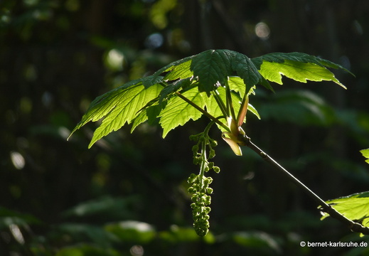11-04-15-duesseldorf-grafenberger-wald-17