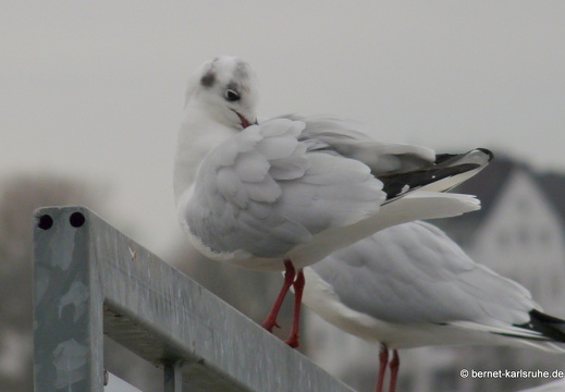 11-12-27-duesseldorf-moewe-3
