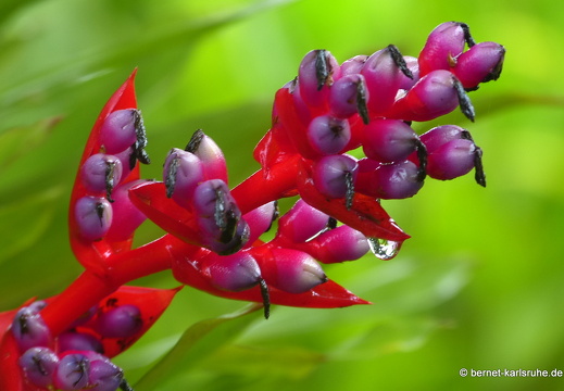 12-11-17-lankester-369