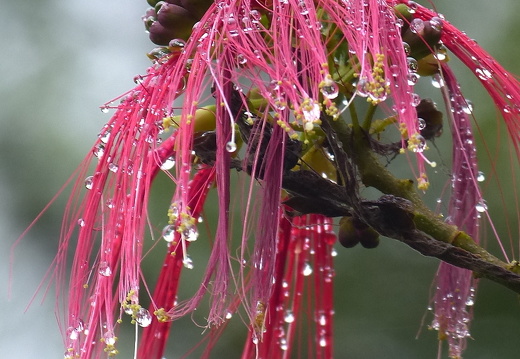 12-11-17-lankester-389