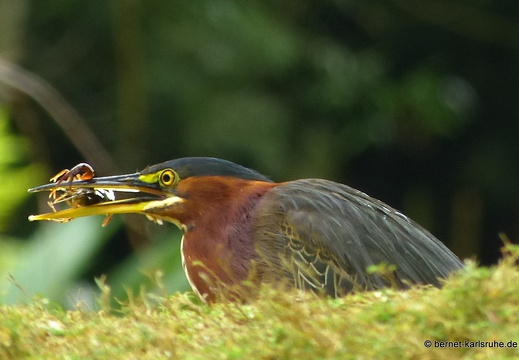 12-11-17-lankester-gruenreiher-620
