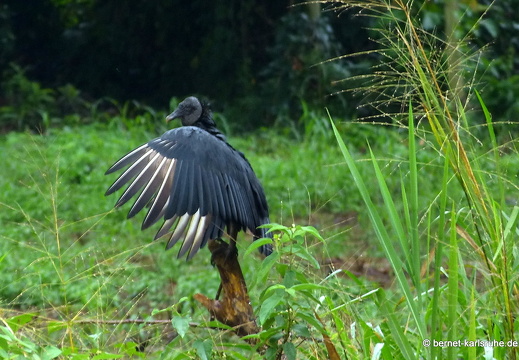 12-11-19-orosi-tirimbina-fahrt-geier-076