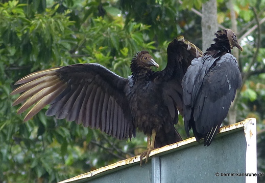 12-11-19-orosi-tirimbina-fahrt-geier-087