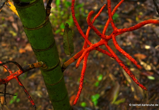 12-11-20-tirimbina-123