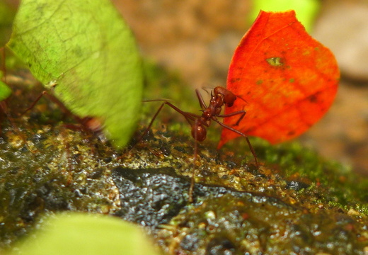 12-11-20-tirimbina-blattschneideameisen-287