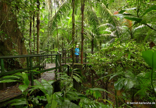 12-11-20-tirimbina-canopy-tour--316