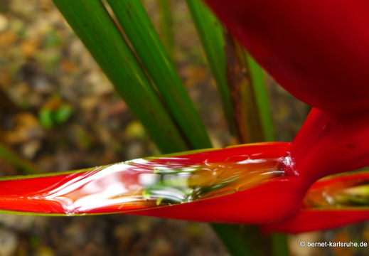 12-11-20-tirimbina-helikonie-hummerschere-180