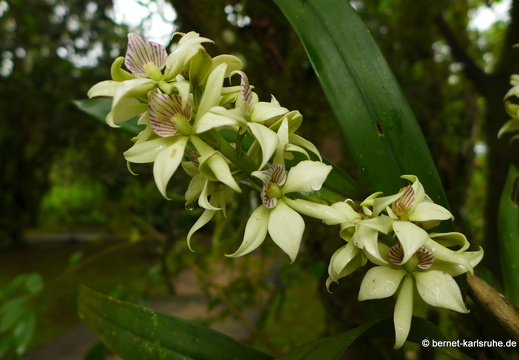 12-11-20-tirimbina-weisse-orchideen-203