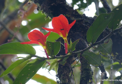 12-11-21-tirimbina-023