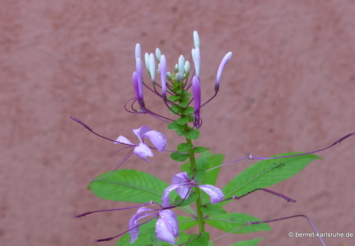 12-11-21-tirimbina-065