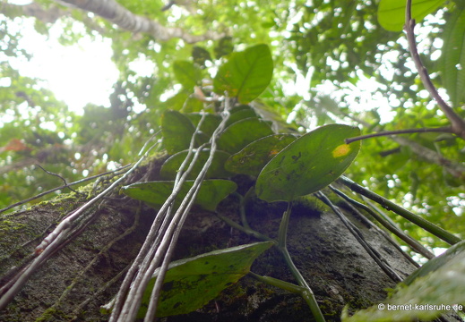 12-11-22-tirimbina-botarrama-tour-076