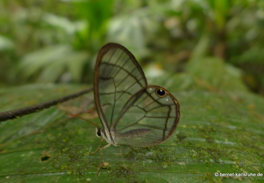 12-11-22-tirimbina-botarrama-tour-082