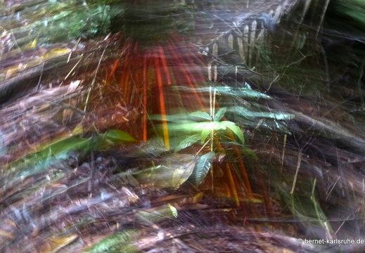 12-11-22-tirimbina-botarrama-tour-226