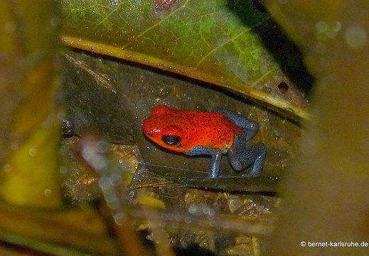 12-11-22-tirimbina-botarrama-tour-erdbeerfrosch-124