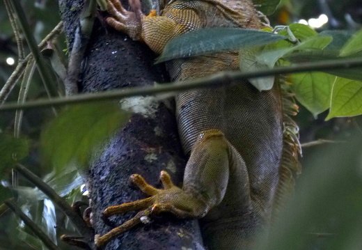 12-11-22-tirimbina-leguan-024