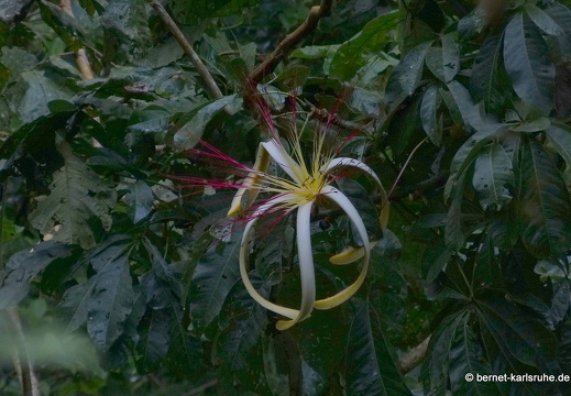 12-11-24-tirimbina-003