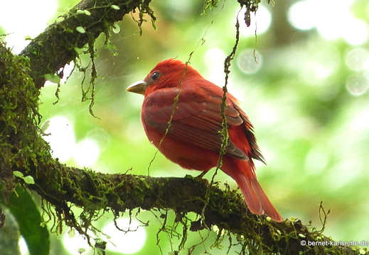 12-11-24-tirimbina-171