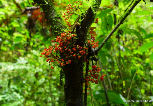 12-11-25-arenal-hangingbridges-240