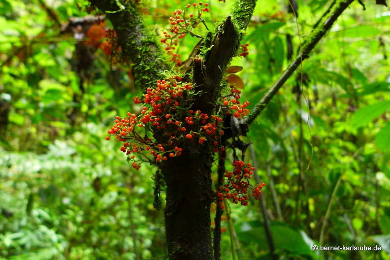 12-11-25-arenal-hangingbridges-240.JPG