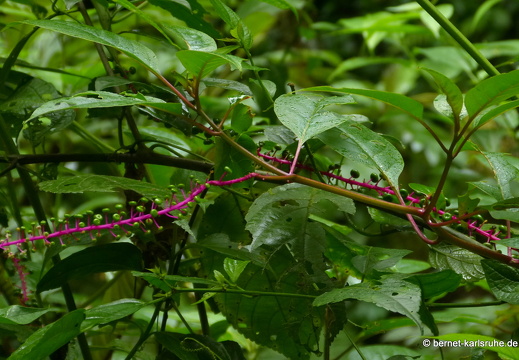 12-11-25-arenal-hangingbridges-268