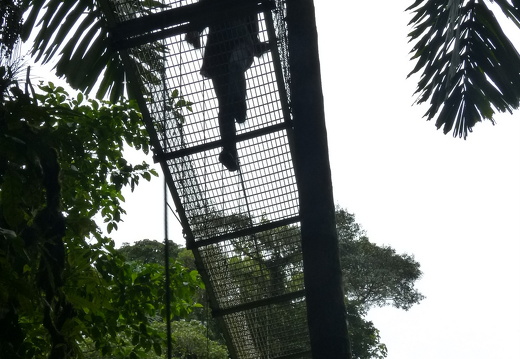 12-11-25-arenal-hangingbridges-329