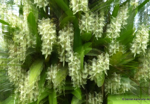 12-11-25-ecoarenal-207