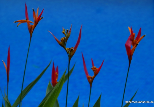 12-11-25-ecoarenal-226