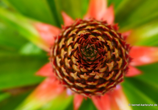 12-11-26-ecoarenal-004