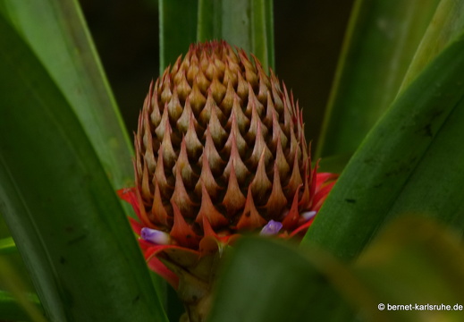 12-11-26-ecoarenal-010