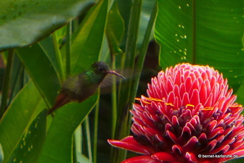 12-11-27-ecoarenal-032.JPG