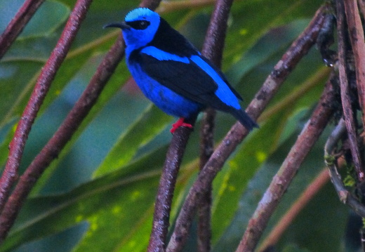 Tenorio - Carolina Lodge