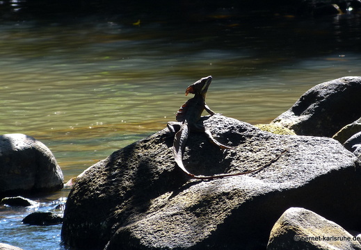 12-12-05-canascastilla.jesus-christus-echse-basilisk-200