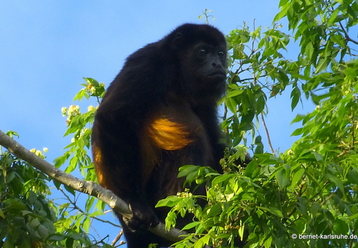 12-12-05-canascastilla-bruellaffe-274