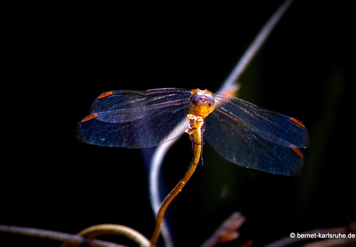12-12-06-canascastilla-101