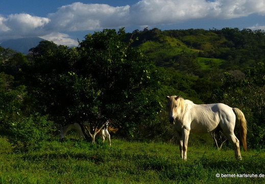 12-12-06-canascastilla-223