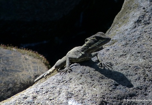 12-12-06-canascastilla-jesus-christus-echse-basilisk-076