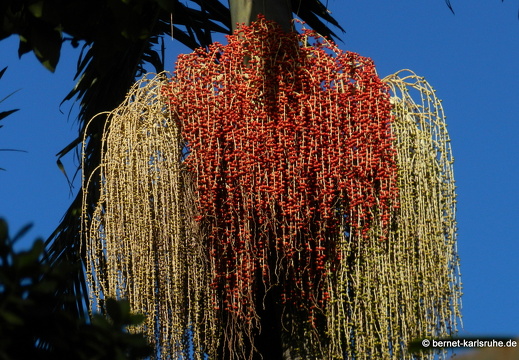 12-03-03-funchal-katarinenpark-parque santa catarina-45