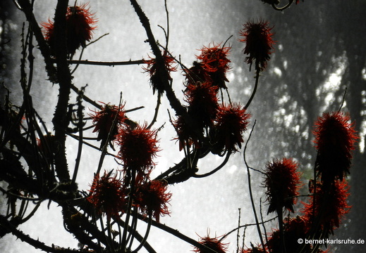 12-03-03-funchal-katarinenpark-parque santa catarina-65