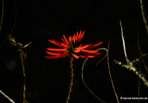 12-03-03-funchal-katarinenpark-parque santa catarina-bluete-71