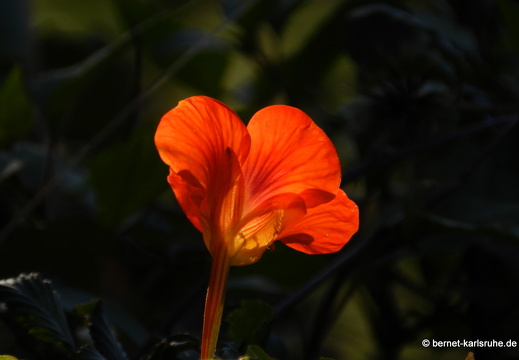 12-03-08-monte-orange-bluete-1