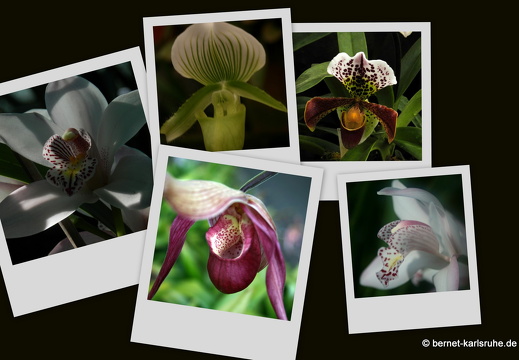 12-03-collage-orchideen