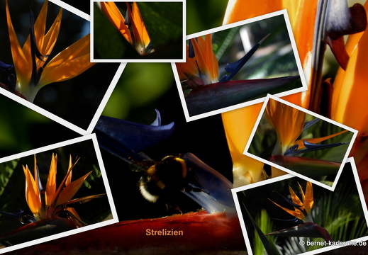 12-03-collage-strelizie