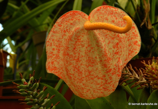 12-03-05-funchal-quinta-da-boa-vista-flamingoblume-130