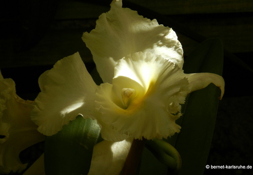 12-03-05-funchal-quinta-da-boa-vista-orchidee-43